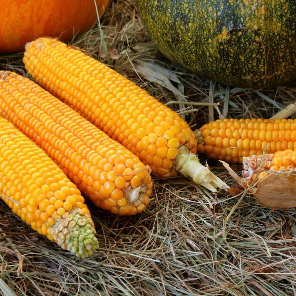Conoce los tipos de harina de maíz y sus usos - Comedera - Recetas, tips y  consejos para comer mejor.