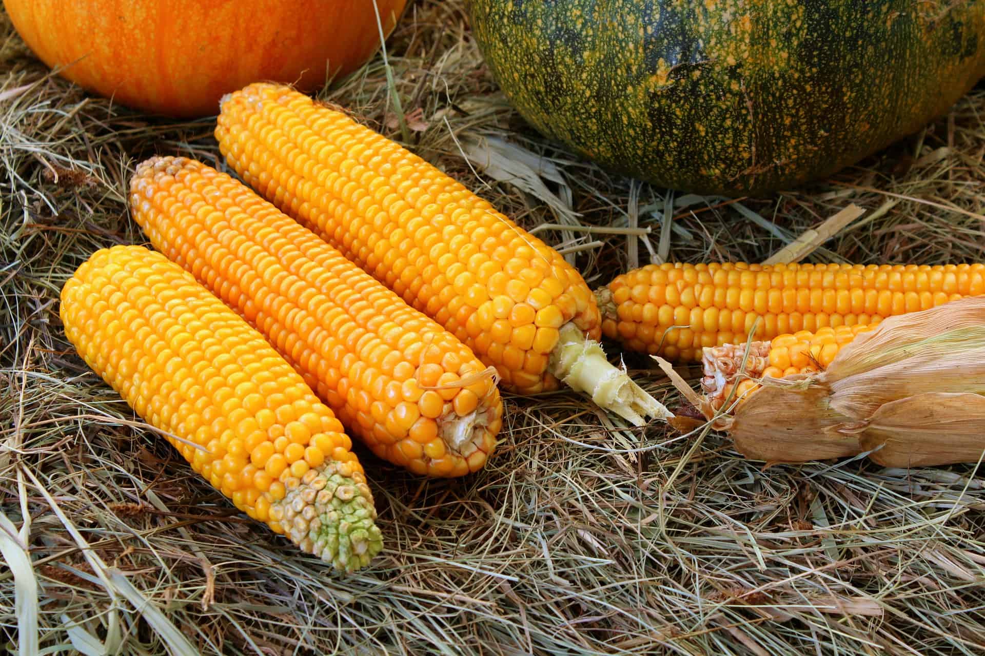 Conoce los tipos de harina de maíz y sus usos - Comedera - Recetas, tips y  consejos para comer mejor.