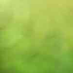 pollo tikka masala con arroz blanco