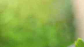 pollo tikka masala con arroz blanco