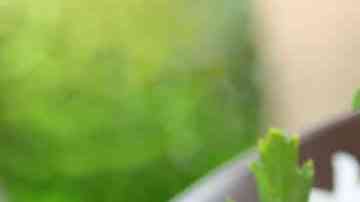 pollo tikka masala con arroz blanco