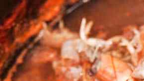 caldo de camarones