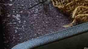 bandeja de pescado para recetas de semana santa