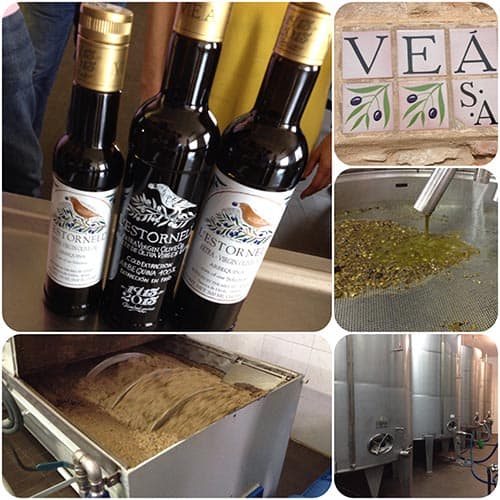 aceites de oliva lleida