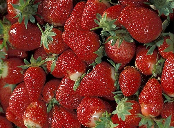 fresas mermelada