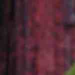 crema de espárragos