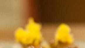 sushi restaurante ikigai madrid