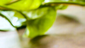 Photo © 2019 The Grosby Group

Mole Poblano