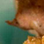 cebolla caramelizada