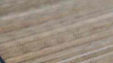 Pollo agridulce por Pixabay