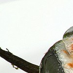 receta chile relleno