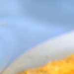 tortilla de bacalao casera