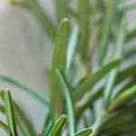 plato con merluza a la plancha