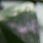 coquito puertorriqueño