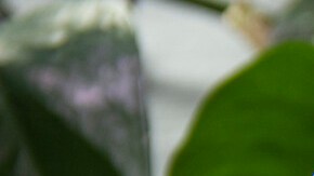 coquito puertorriqueño