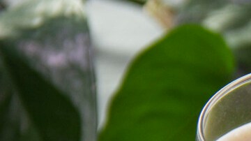 coquito puertorriqueño