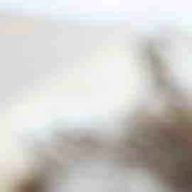 vinagre de manzana casero