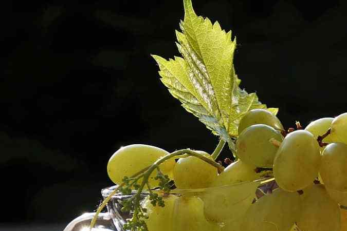 uvas verdes