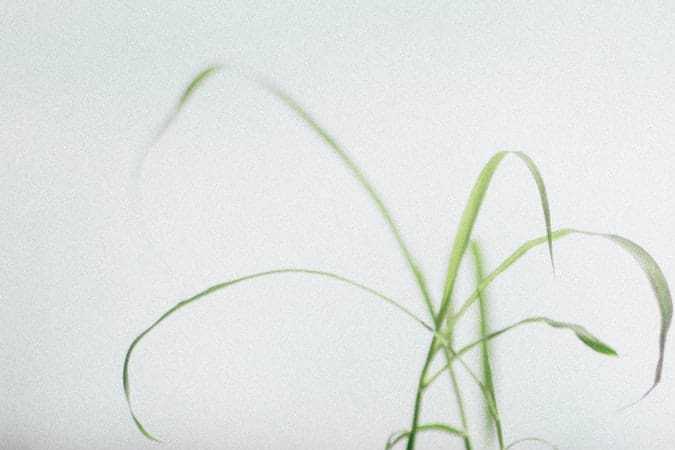 beneficios té verde