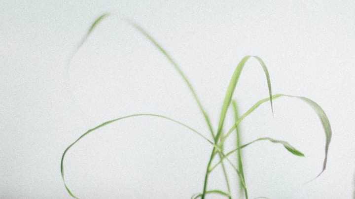 beneficios té verde