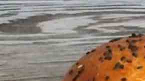 pan para hamburguesa