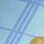 champiñones en escabeche