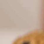 muffins de blueberry