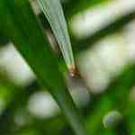 plato con palomitas de pollo