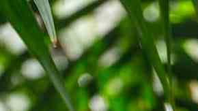 plato con palomitas de pollo