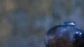 Hot cakes de queso con arándanos