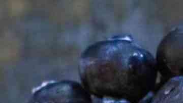 Hot cakes de queso con arándanos