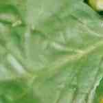 tataki de salmón con ensalada