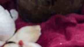 plato con albóndigas de garbanzos