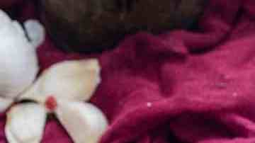 plato con albóndigas de garbanzos