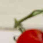 plato con arroz con almejas