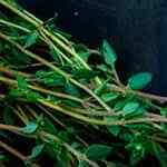 deliciosa caldereta de pescado