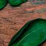 plato de pasta con salsa florentina