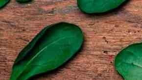 plato de pasta con salsa florentina