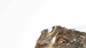 rodaballo al horno listo para comer