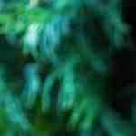 Antipasto de berenjenas