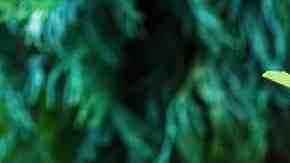 Antipasto de berenjenas