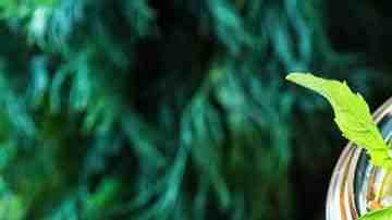 Antipasto de berenjenas