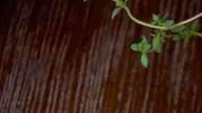 Berenjenas con queso