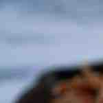 Carne mechada rápida y fácil de hacer