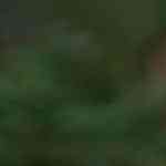 Pan de pascua chileno