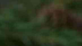 Pan de pascua chileno