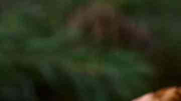 Pan de pascua chileno