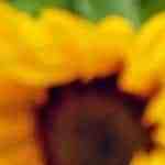 Pan de semilla de girasol