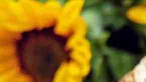 Pan de semilla de girasol