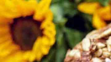 Pan de semilla de girasol